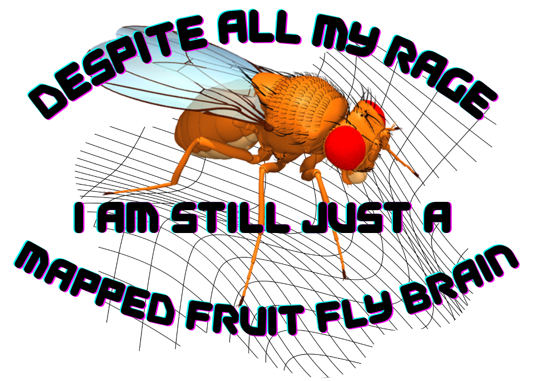 Image of a model of a fruit fly on a warped grid background that reads despite all my rage i am still just a mapped fruit fly brain